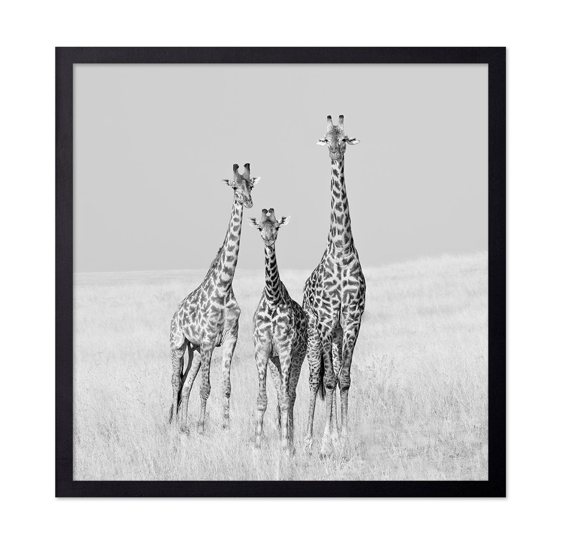Giraffe Family