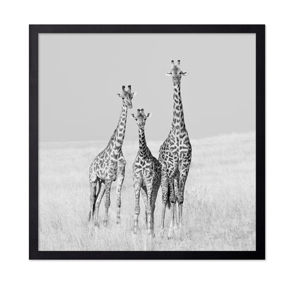 Giraffe Family