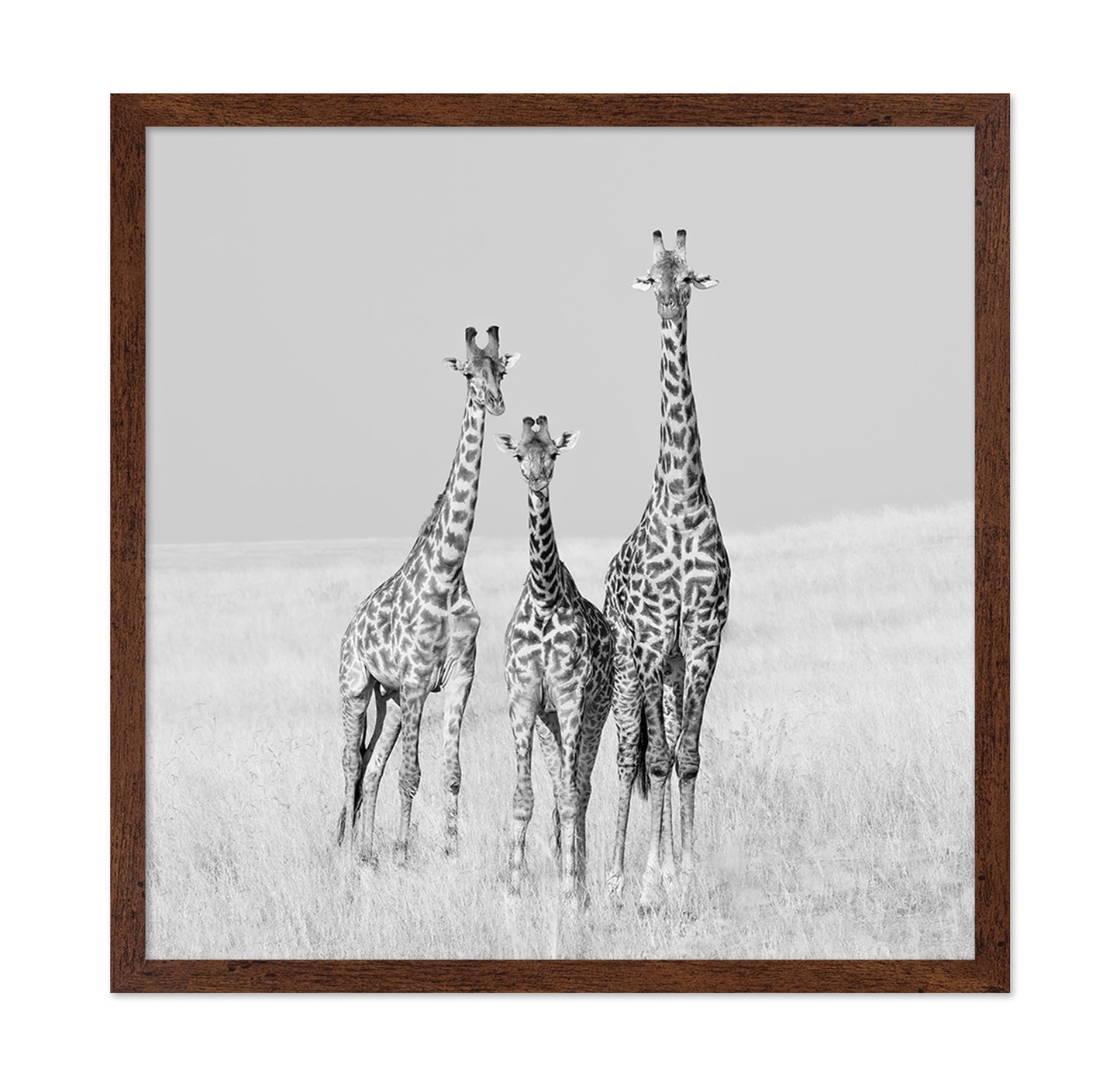 Giraffe Family