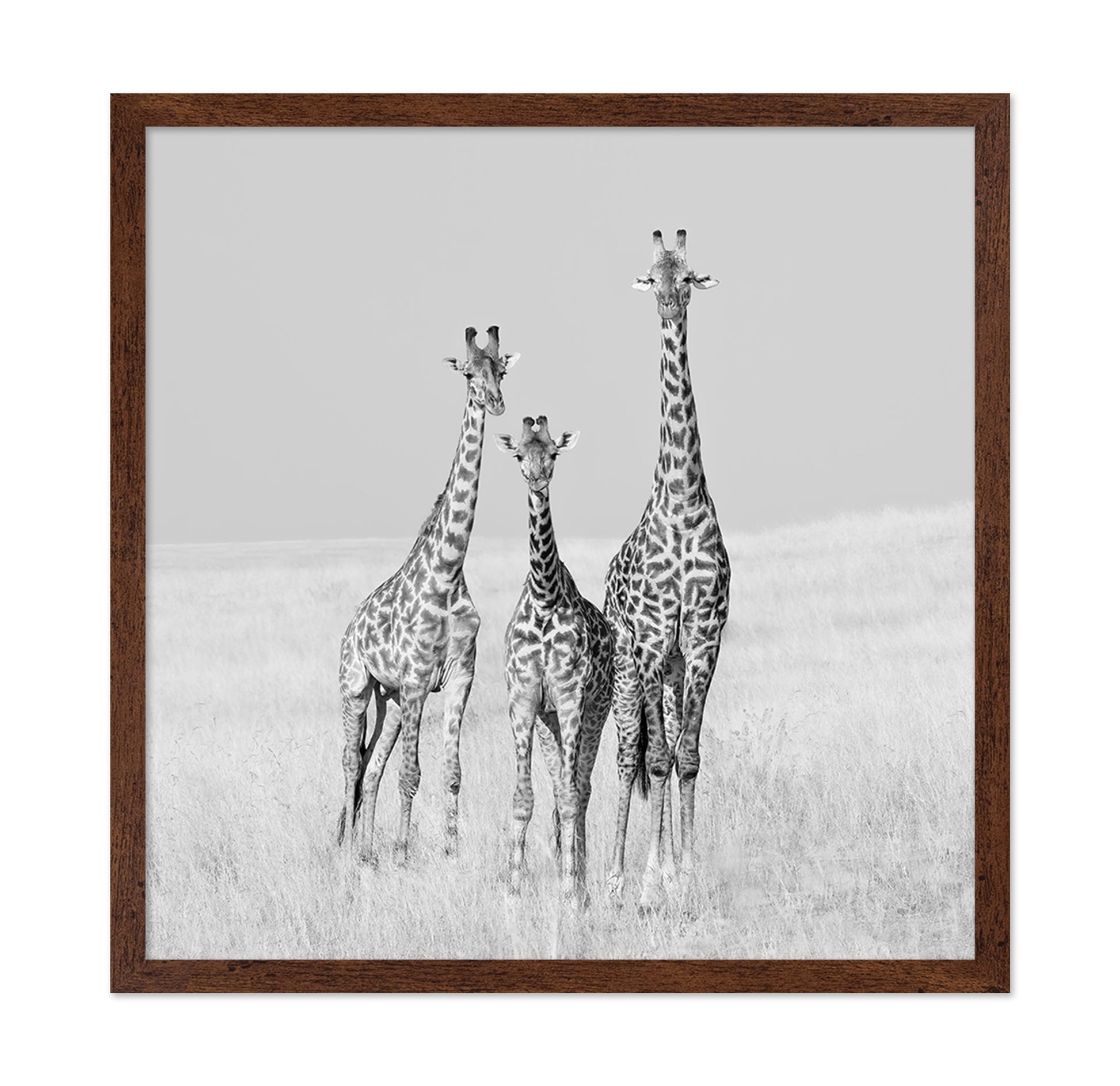 Giraffe Family