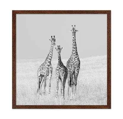 Giraffe Family