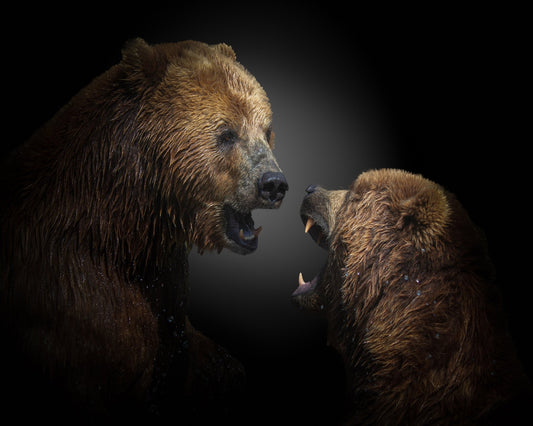 The Fight
