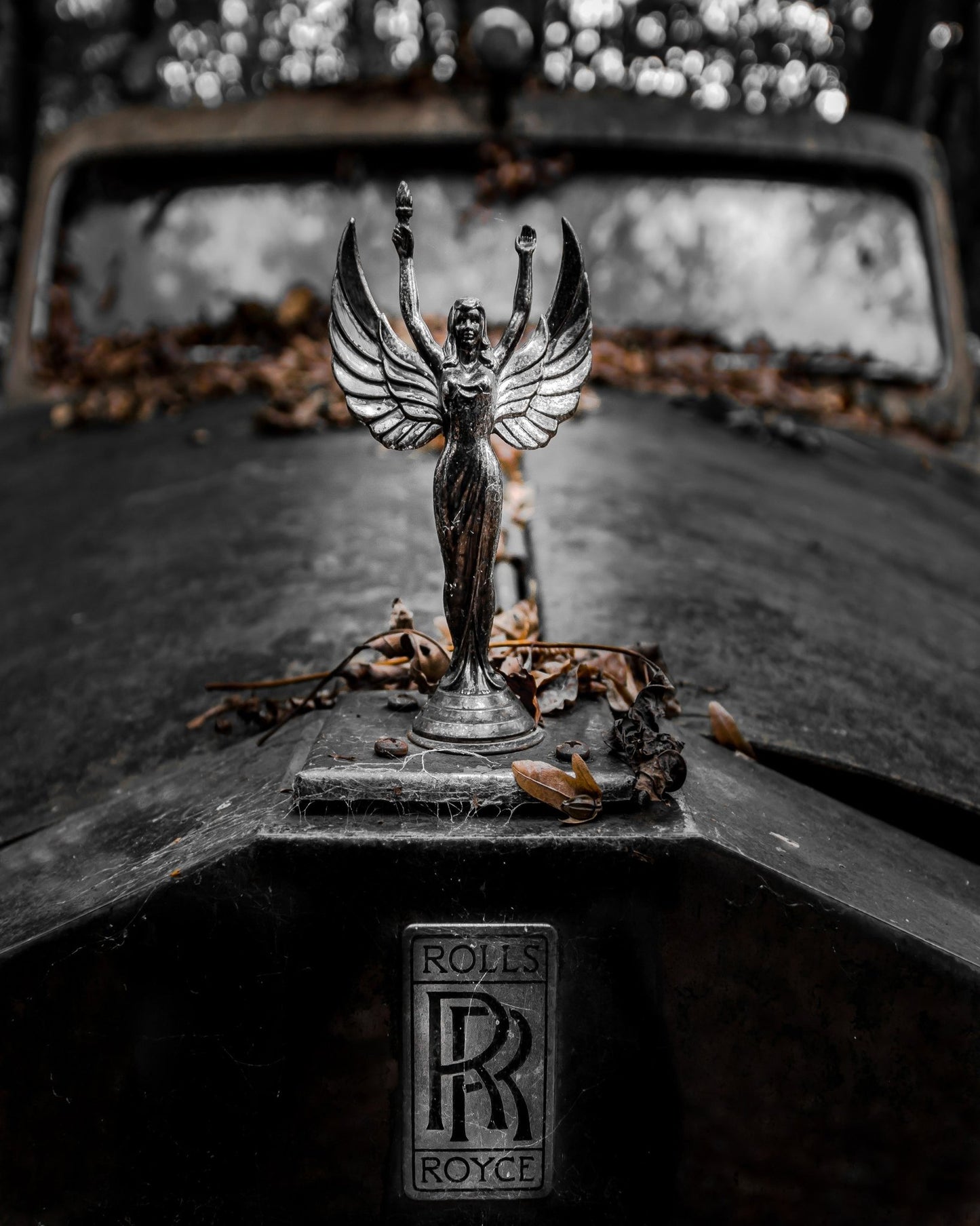 Silver Wings