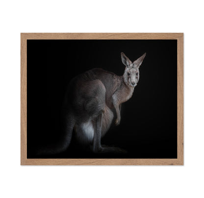 Kangaroo