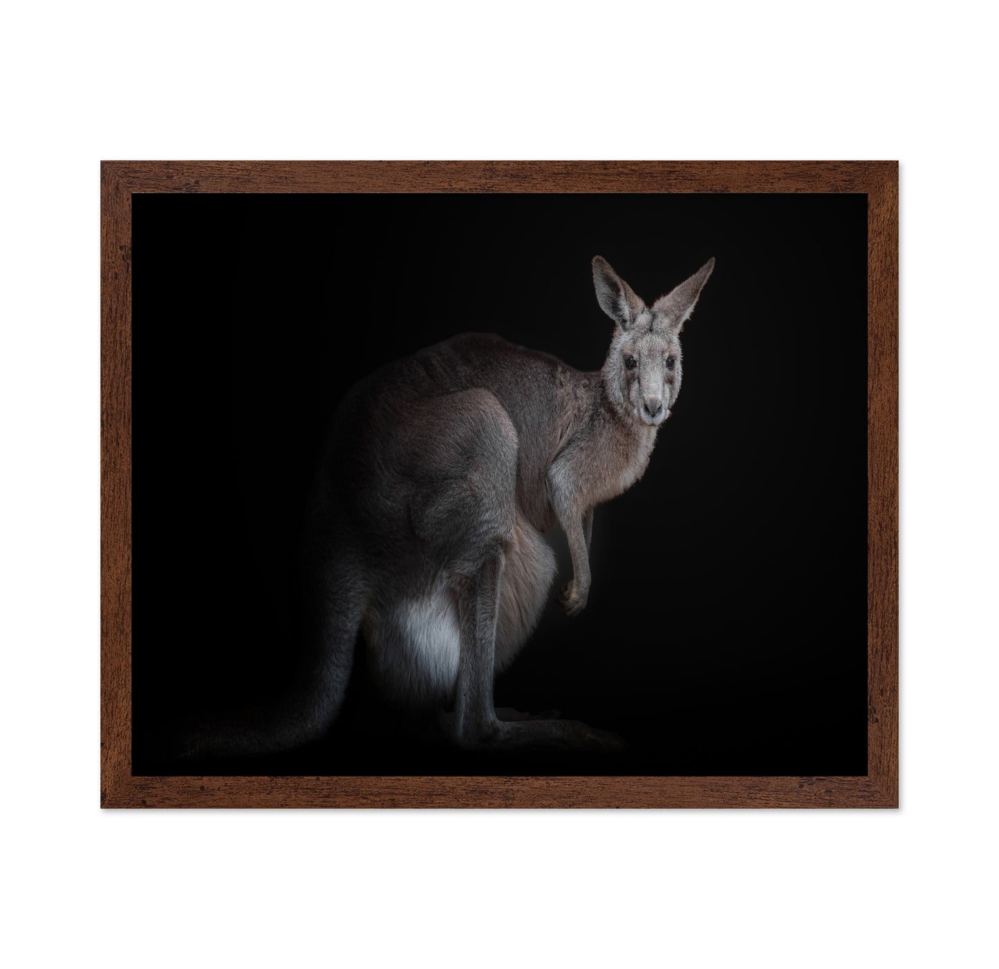 Kangaroo