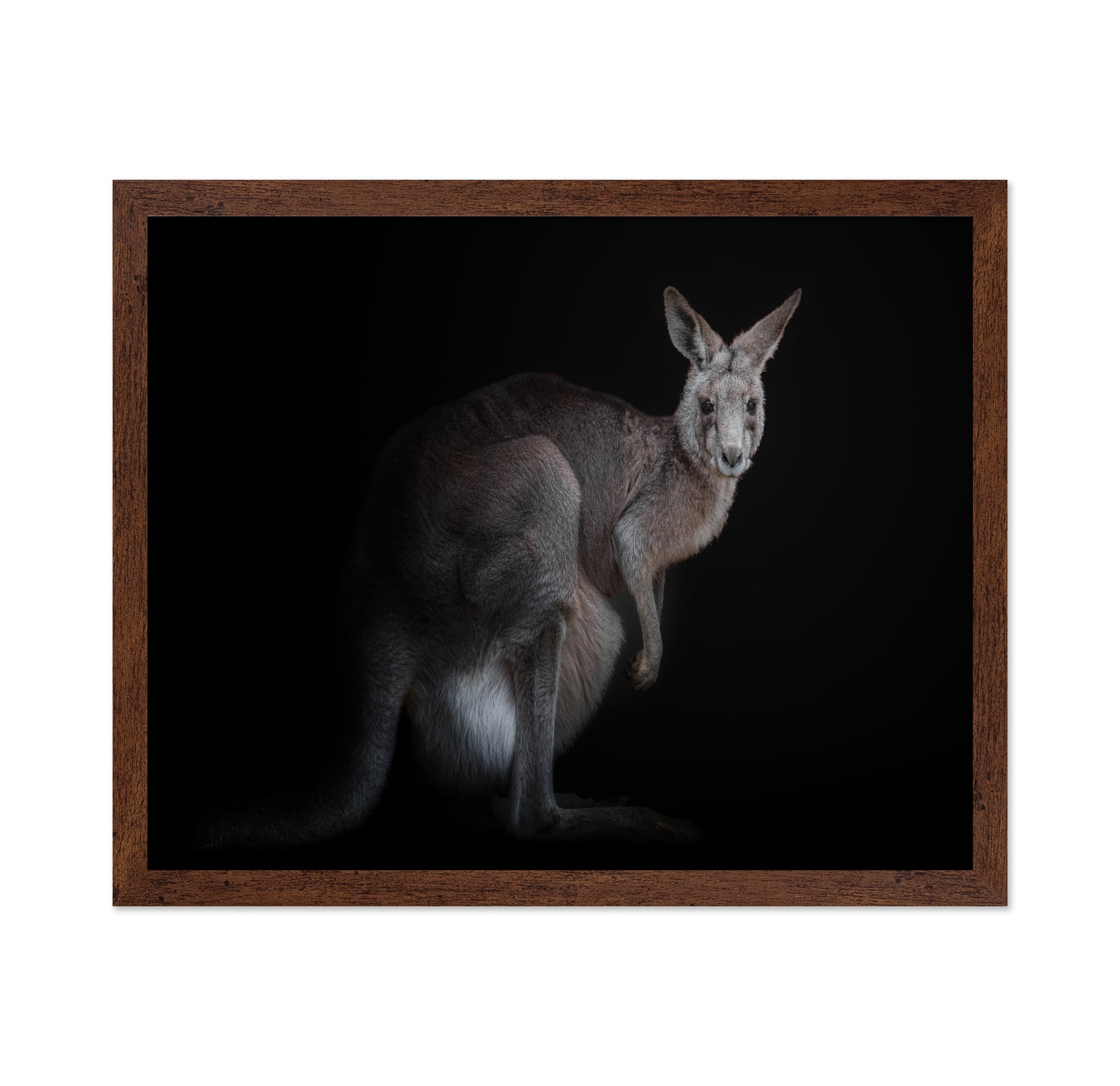 Kangaroo
