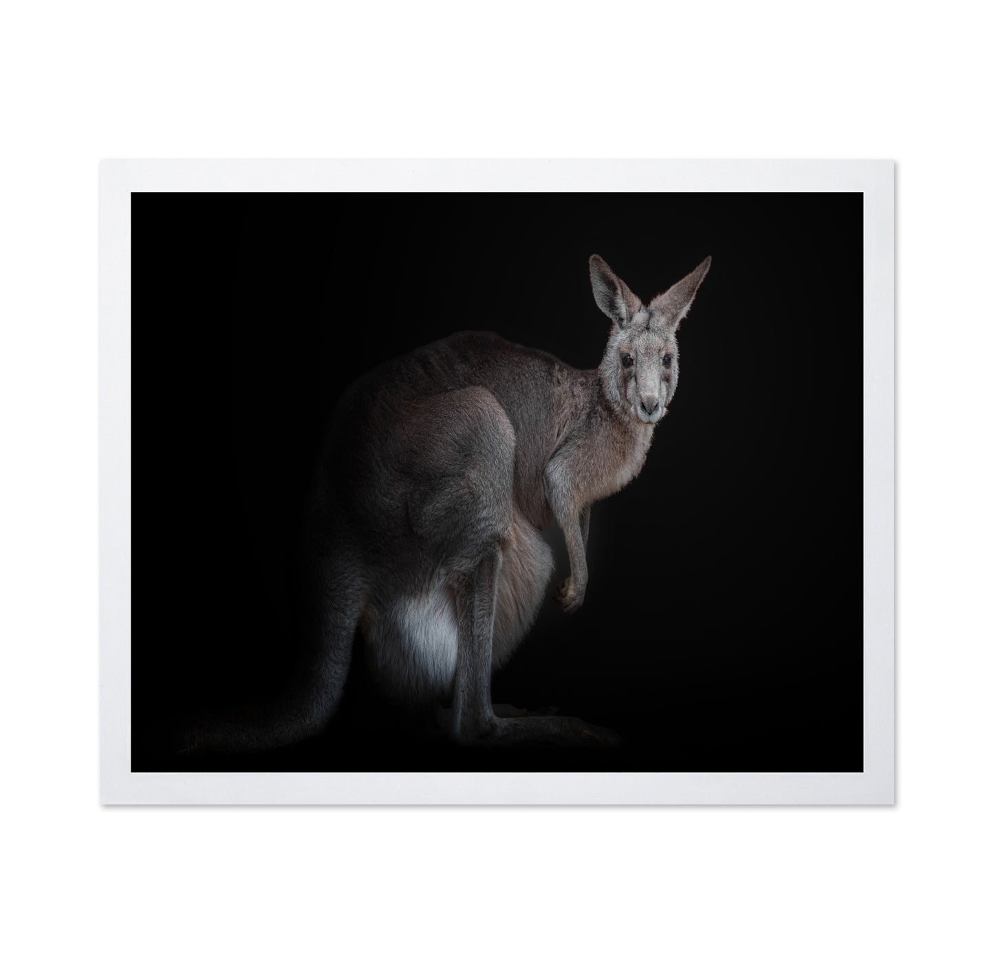 Kangaroo