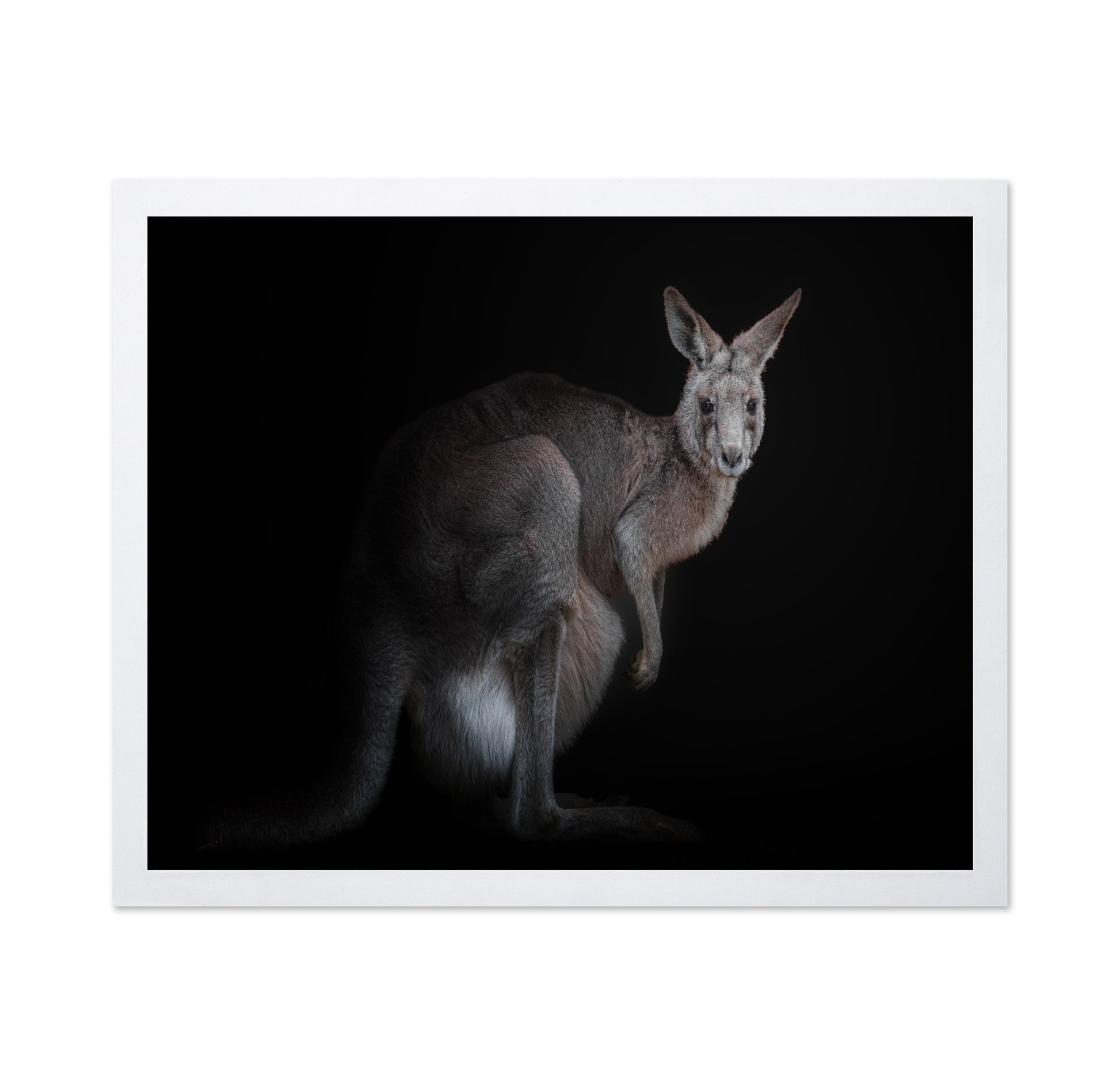 Kangaroo