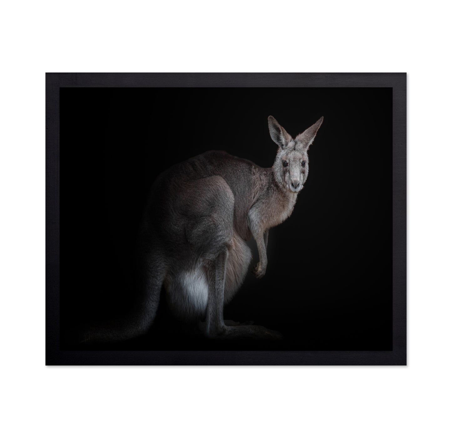Kangaroo
