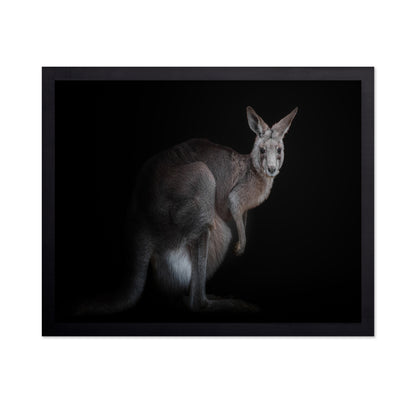 Kangaroo