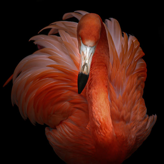 Pink Beauty