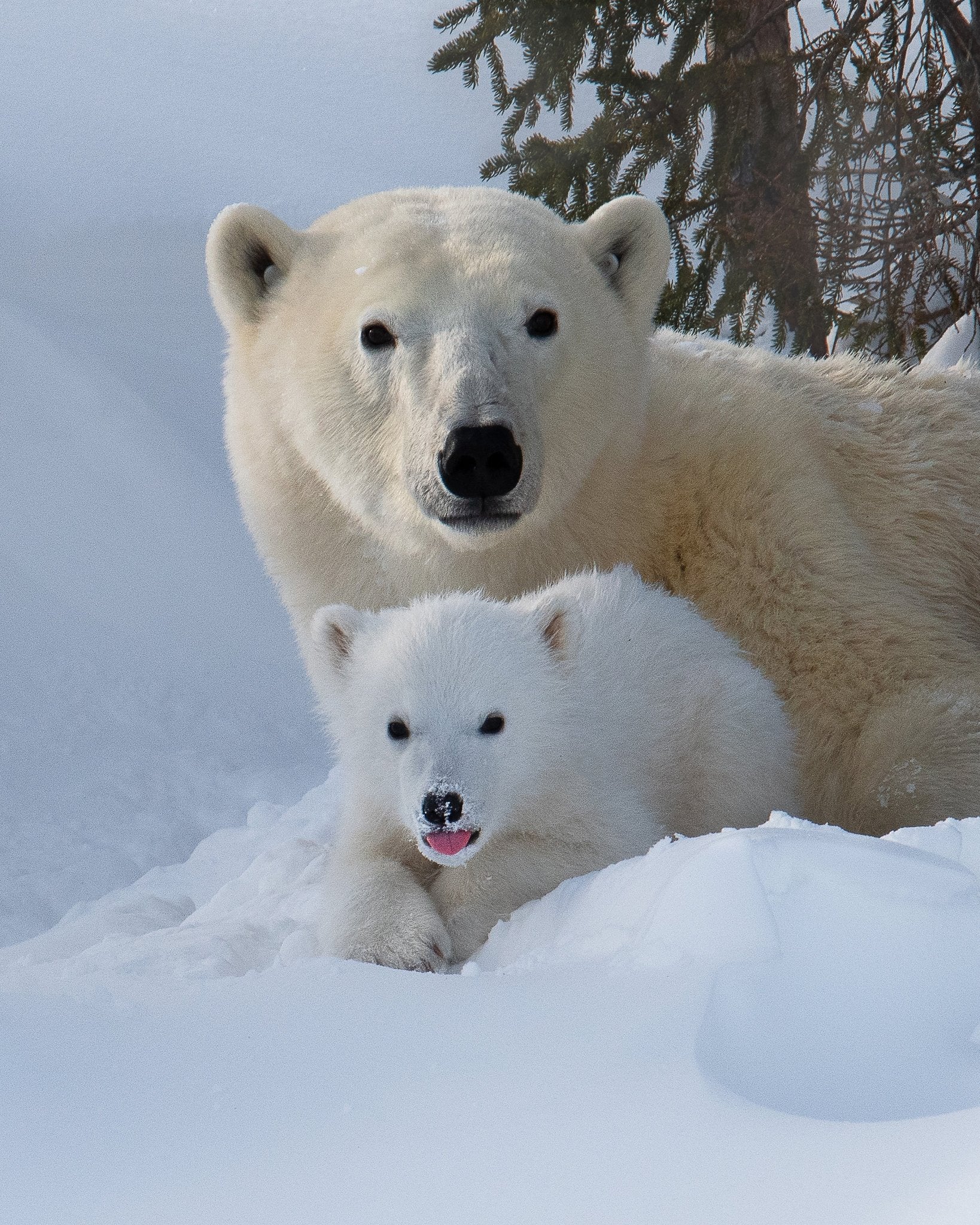 Snow Buddies