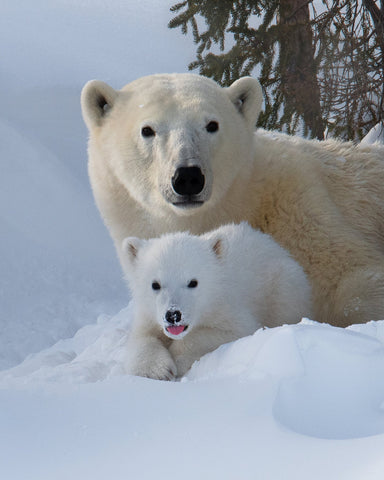 Snow Buddies