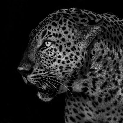 African Leopard Portrait