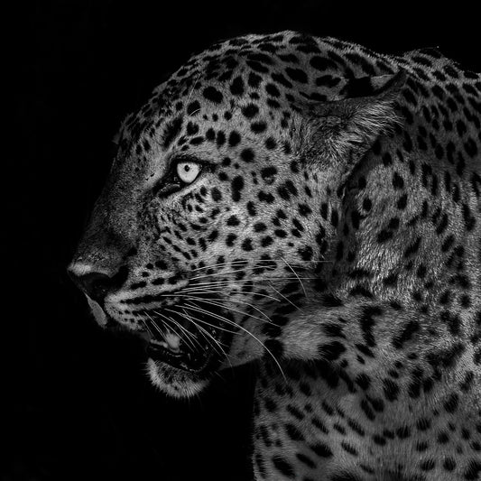 African Leopard Portrait