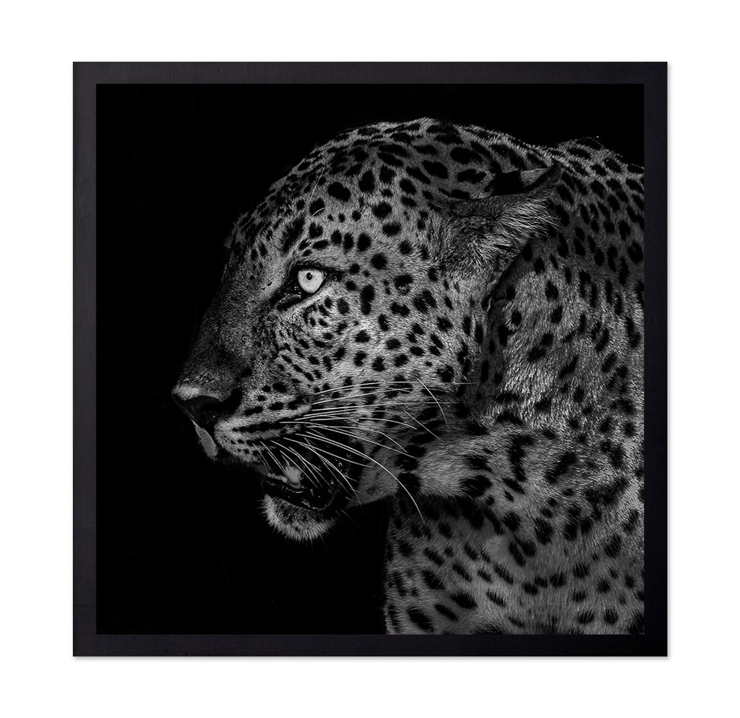 African Leopard Portrait