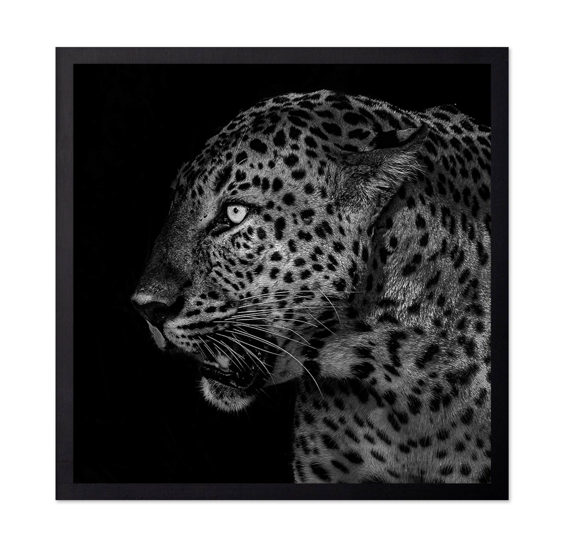African Leopard Portrait