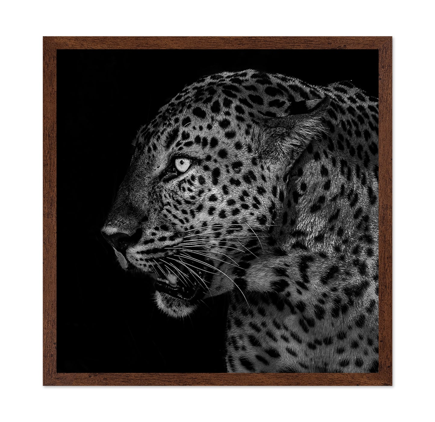 African Leopard Portrait