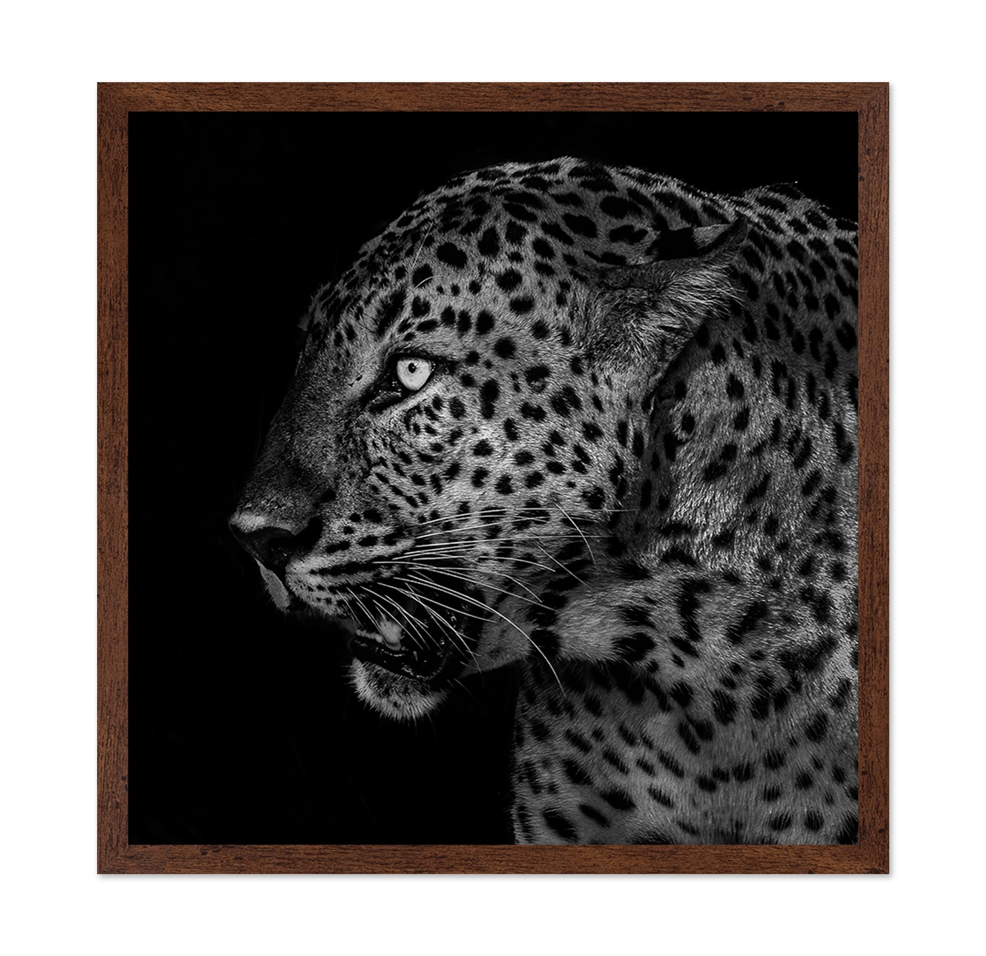 African Leopard Portrait