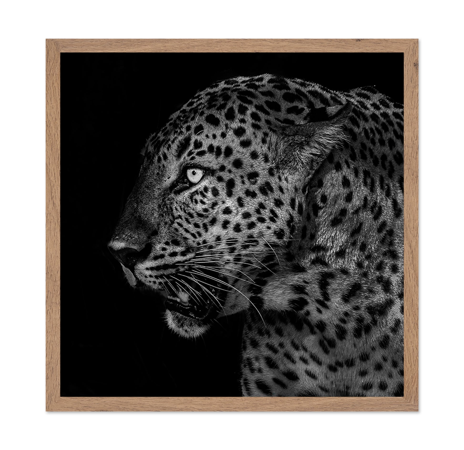 African Leopard Portrait