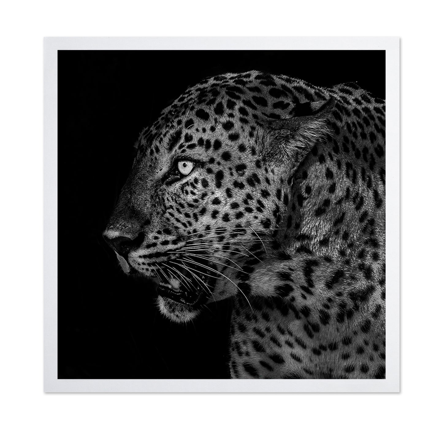 African Leopard Portrait