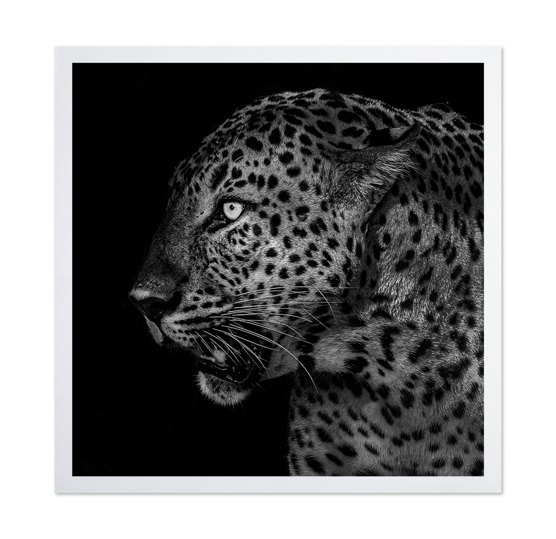 African Leopard Portrait