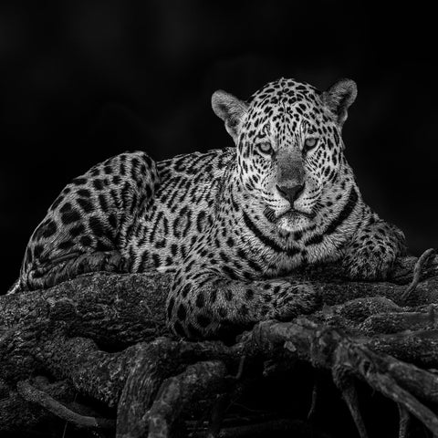 Jaguar in Tree