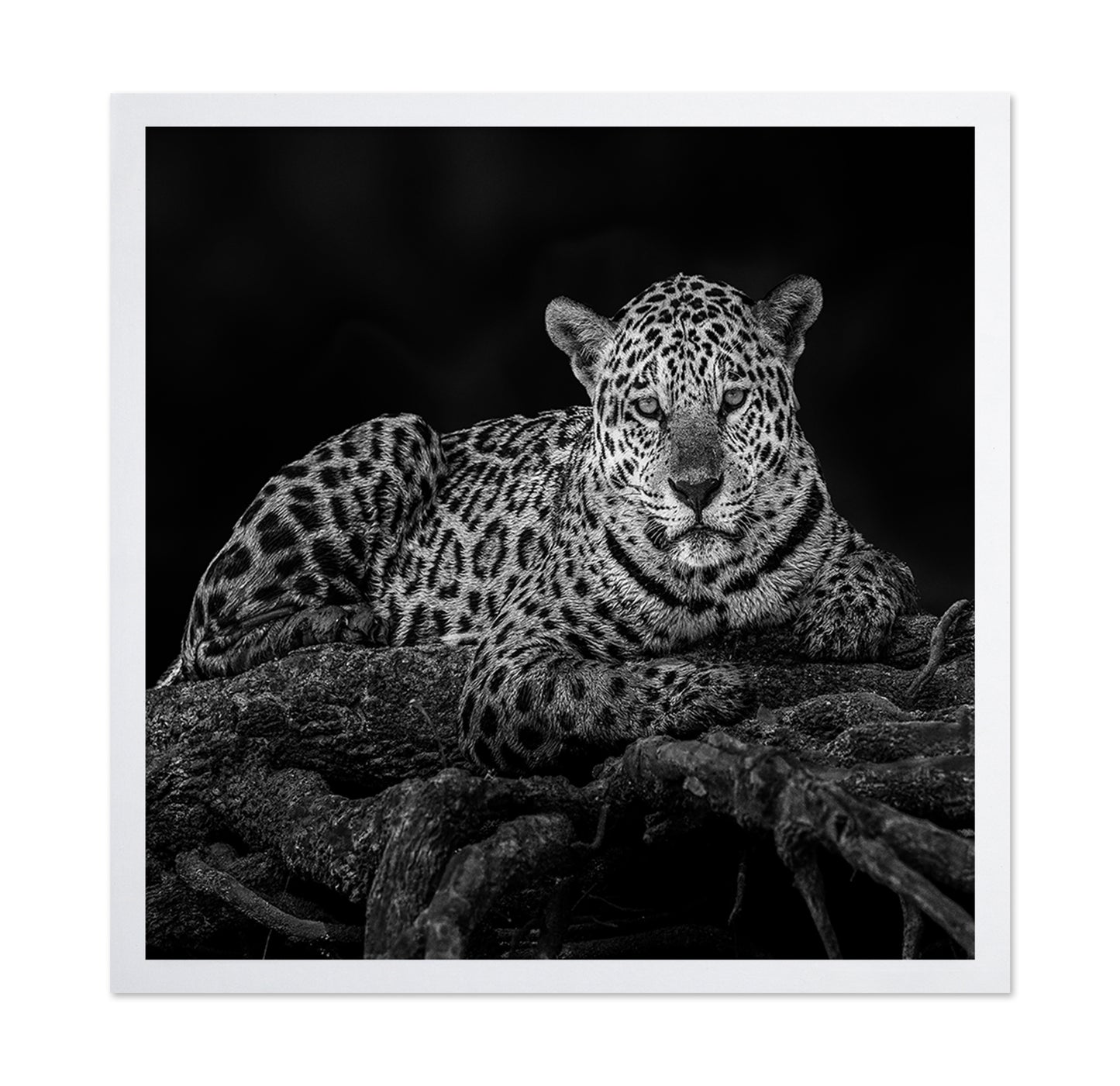 Jaguar in Tree