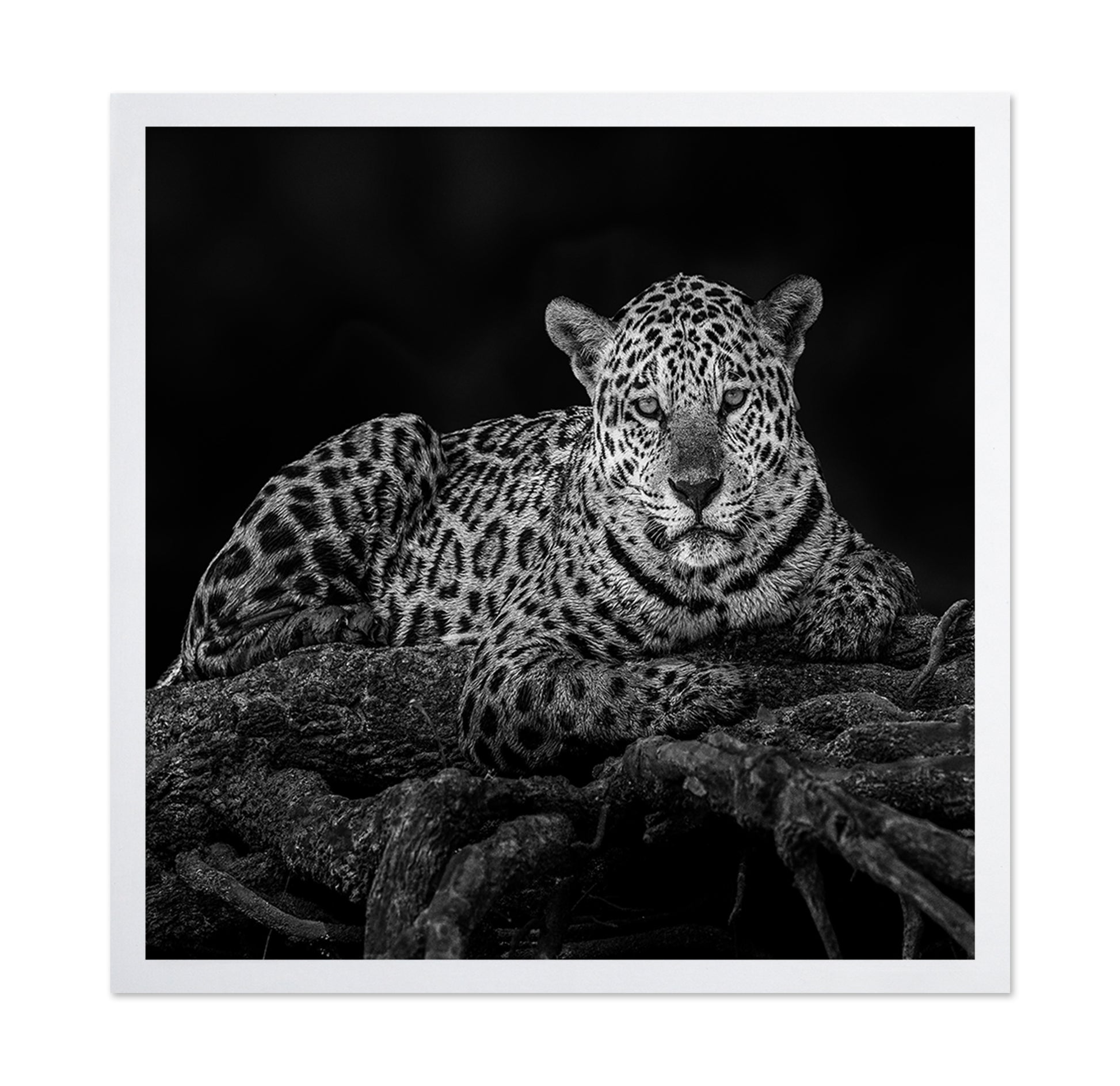 Jaguar in Tree