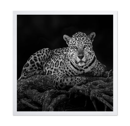Jaguar in Tree