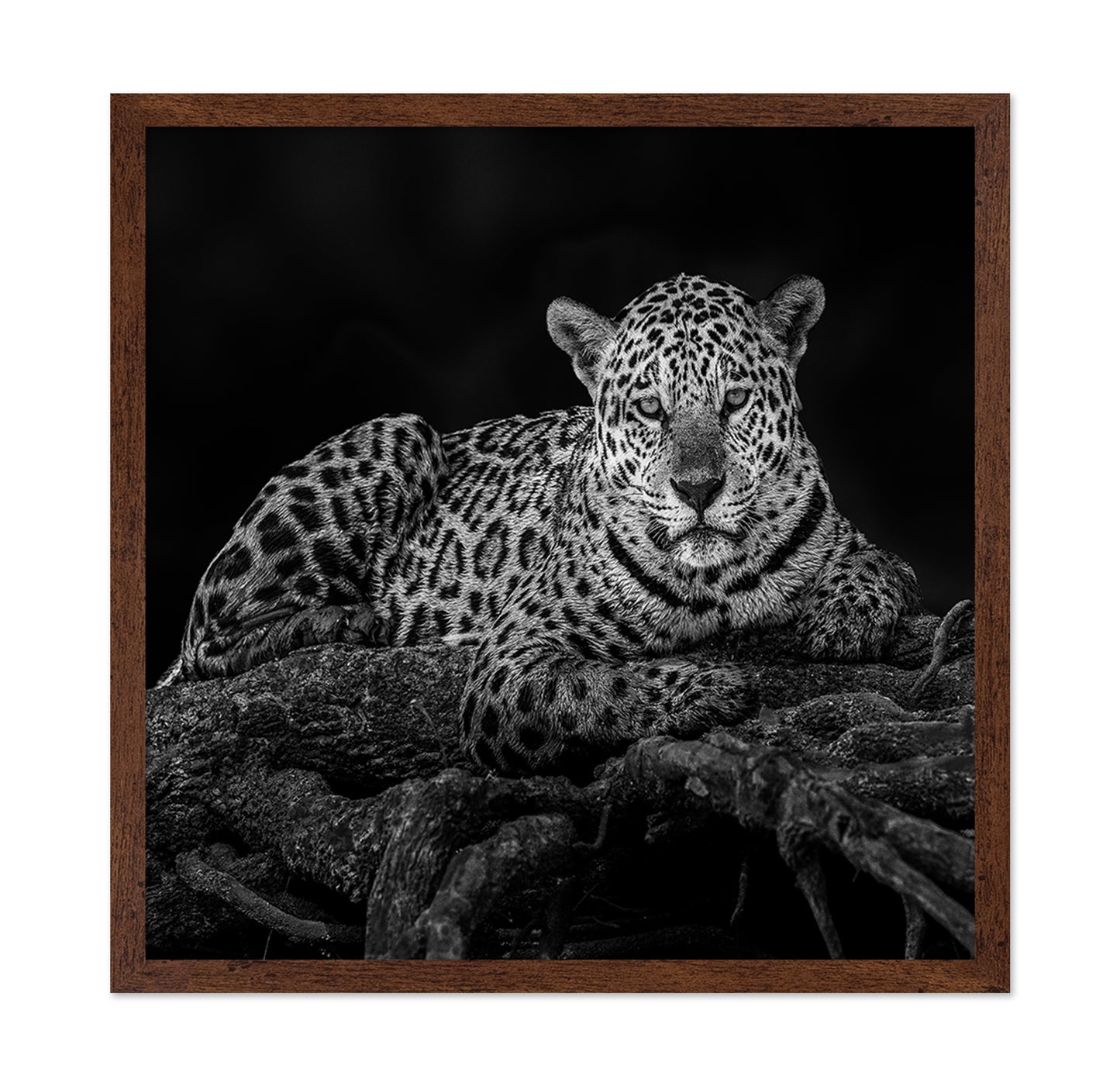 Jaguar in Tree