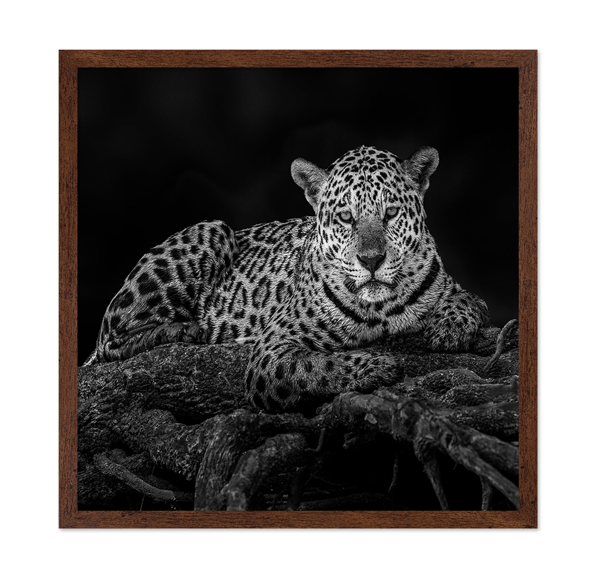 Jaguar in Tree