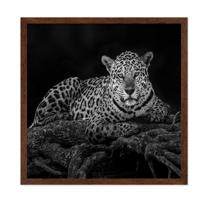 Jaguar in Tree