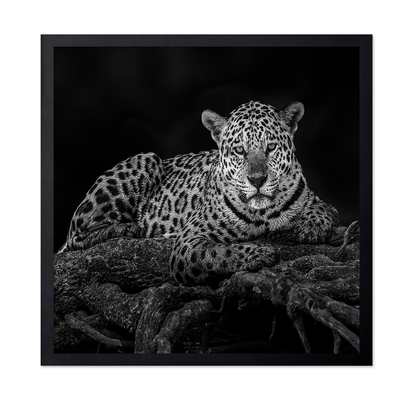 Jaguar in Tree