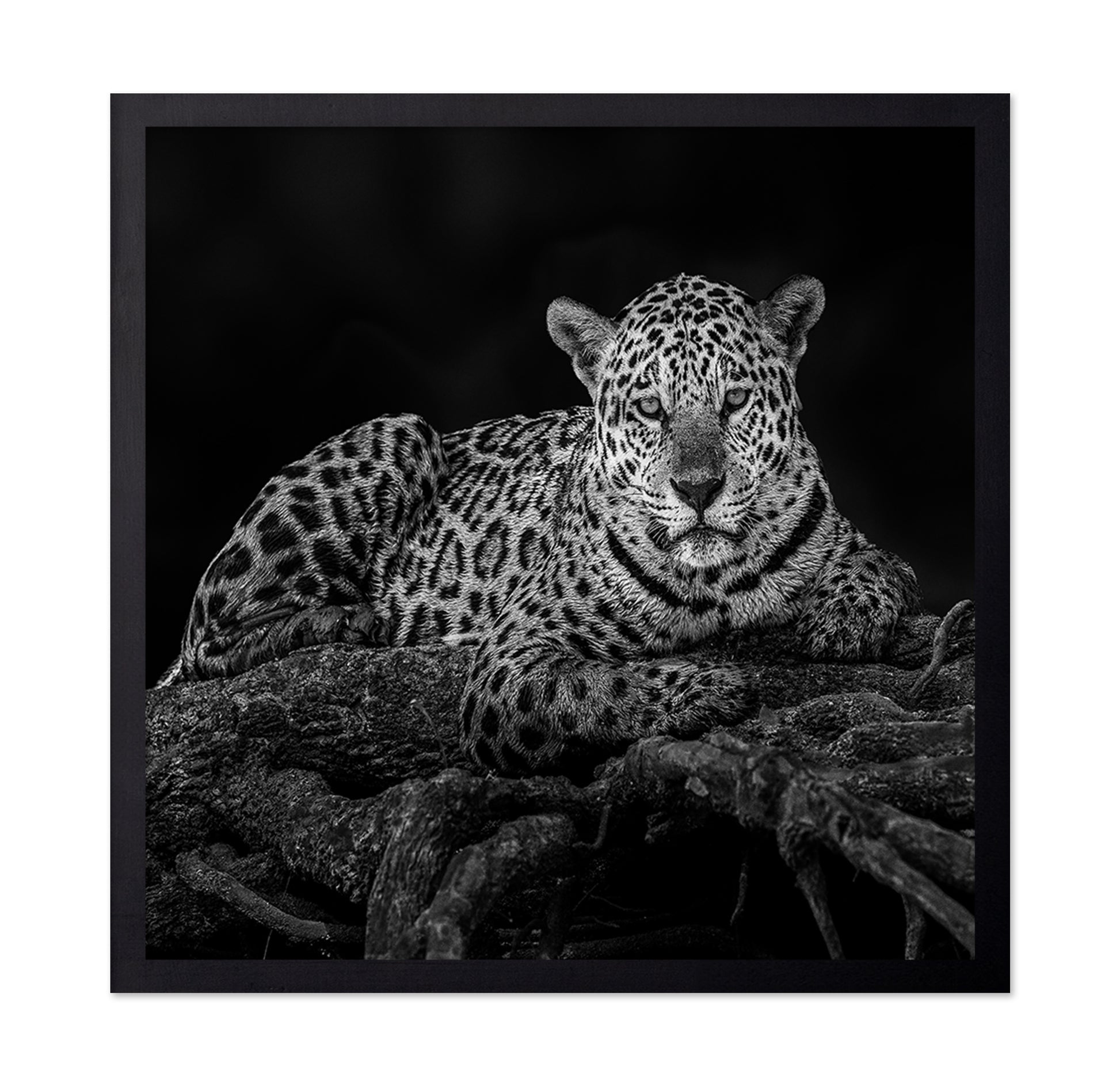 Jaguar in Tree
