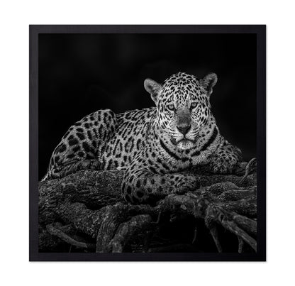 Jaguar in Tree