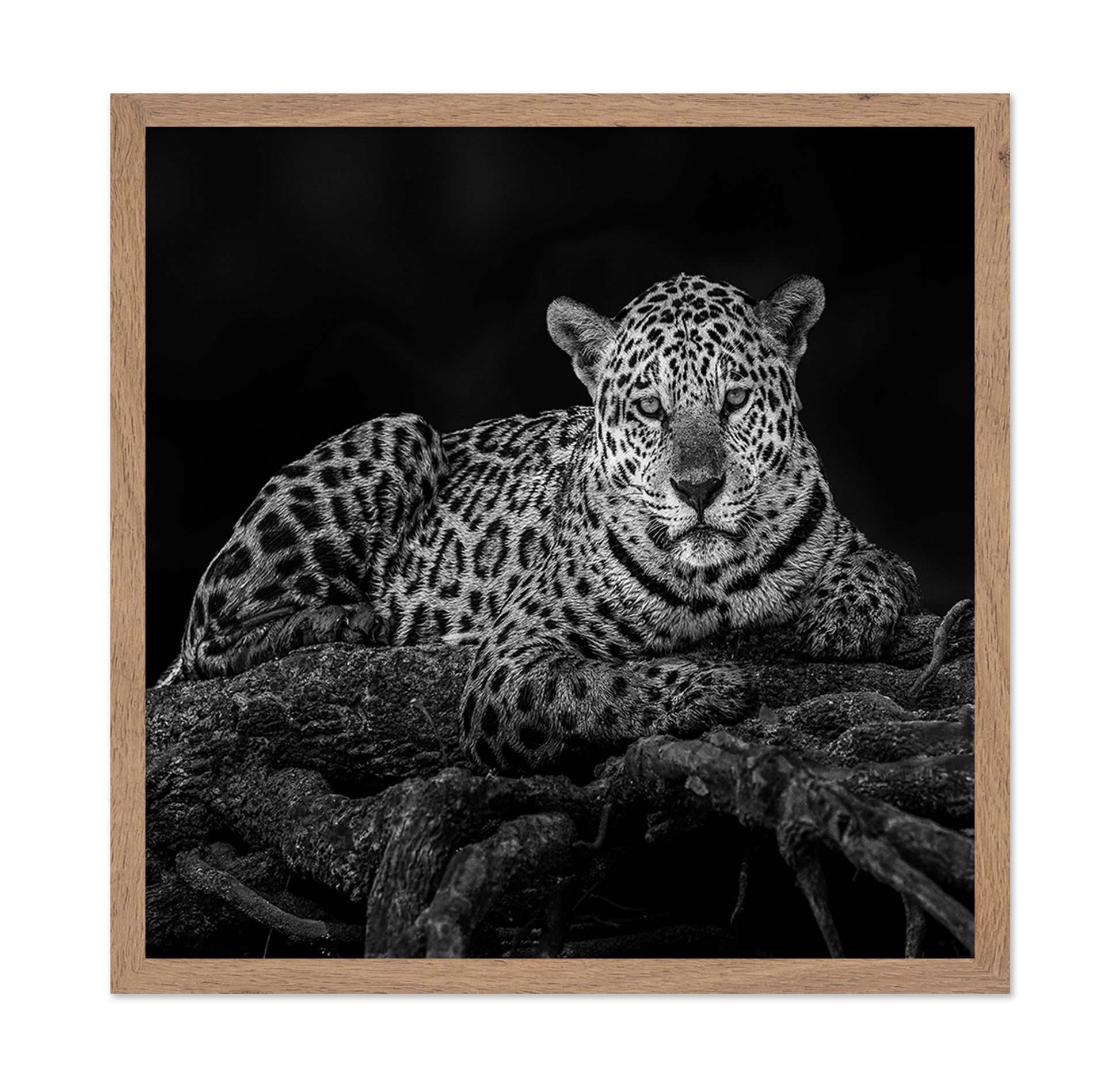 Jaguar in Tree