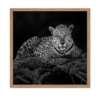 Jaguar in Tree