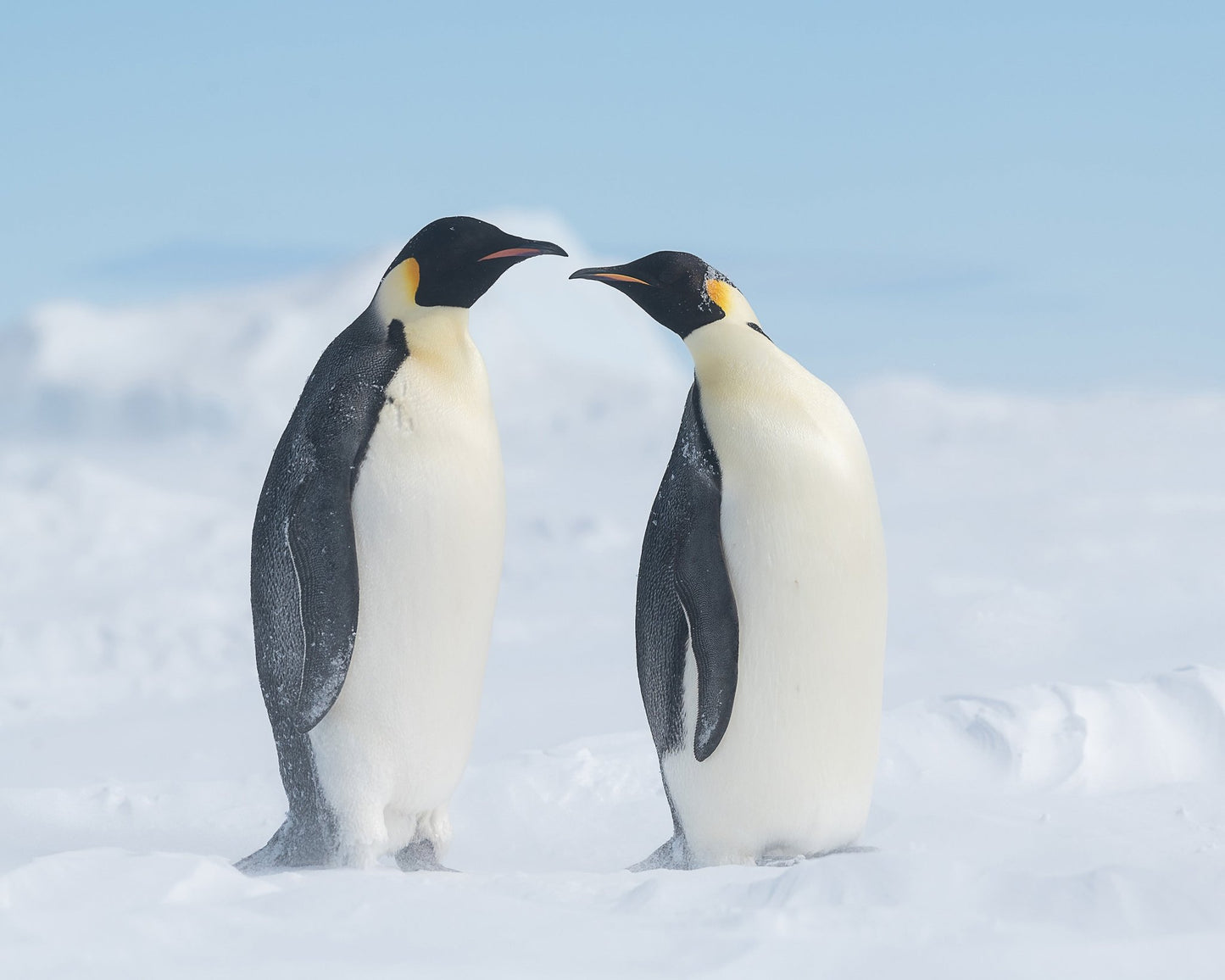 Penguin Love