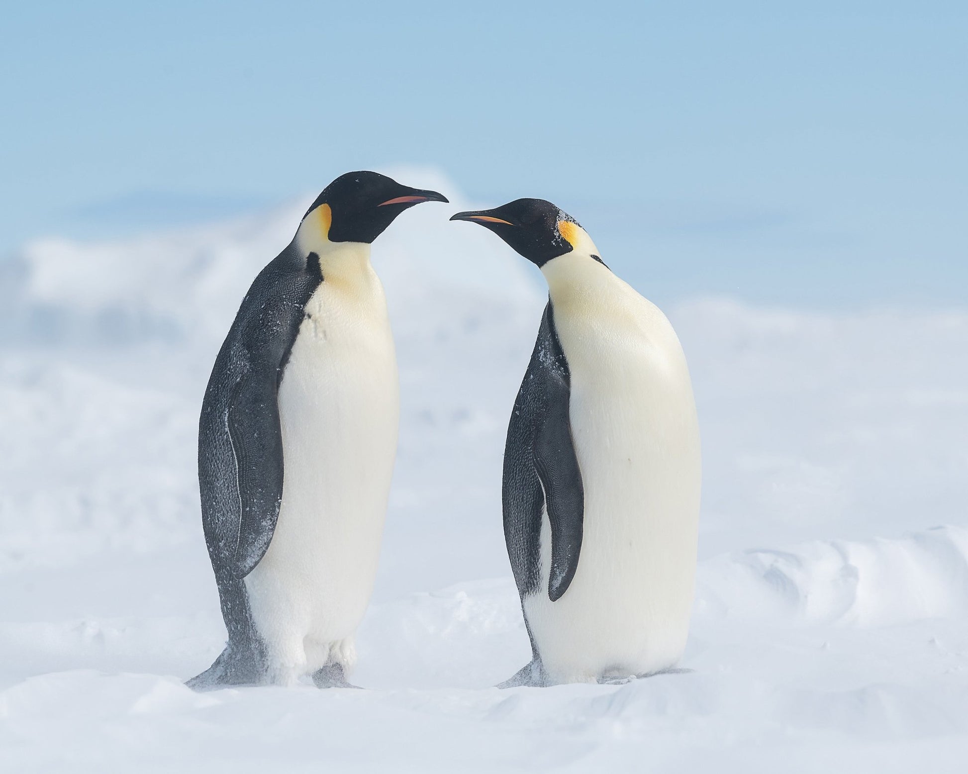 Penguin Love