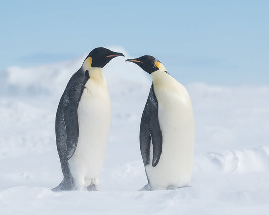 Penguin Love