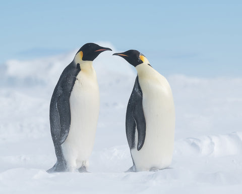 Penguin Love