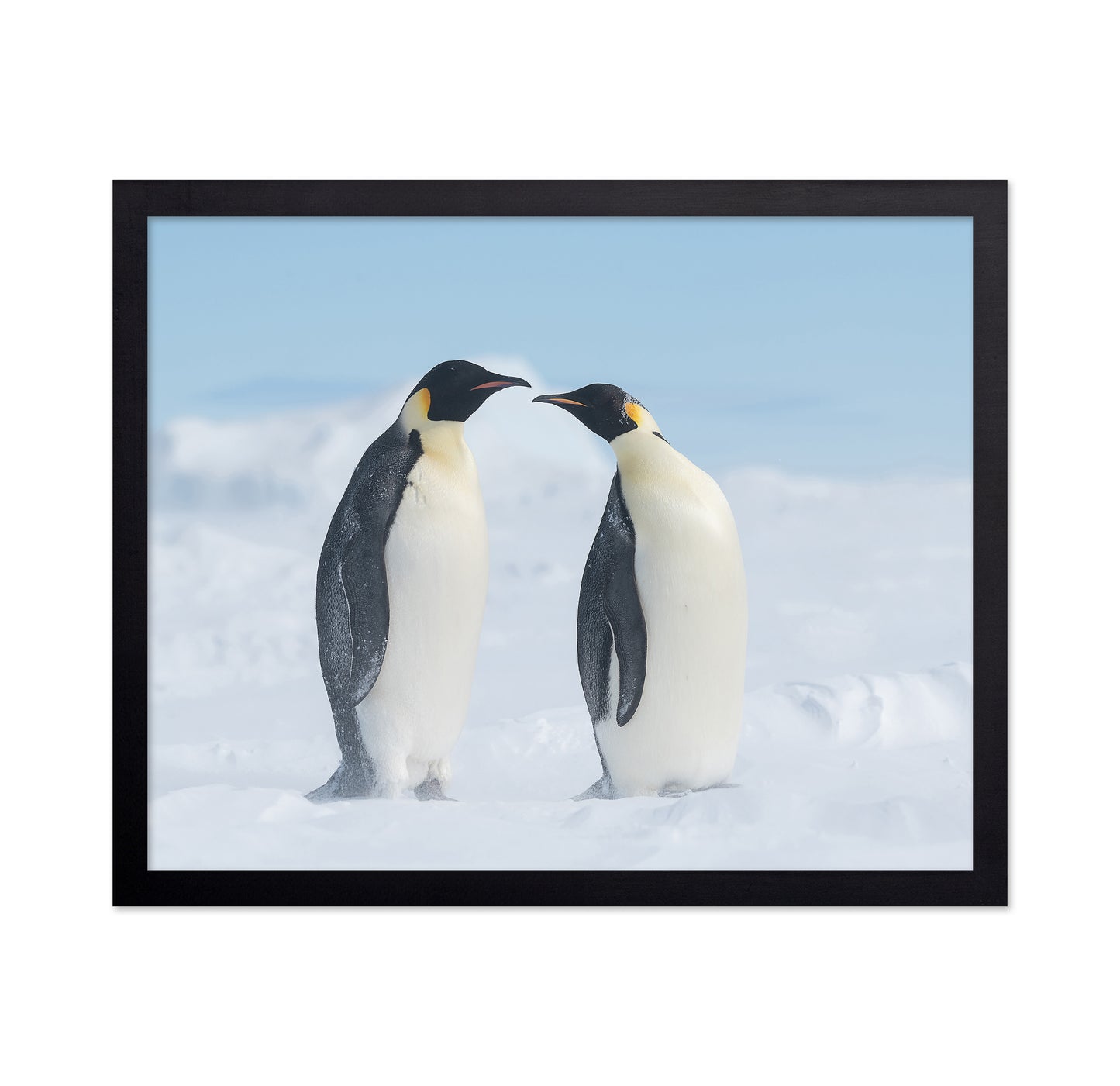 Penguin Love