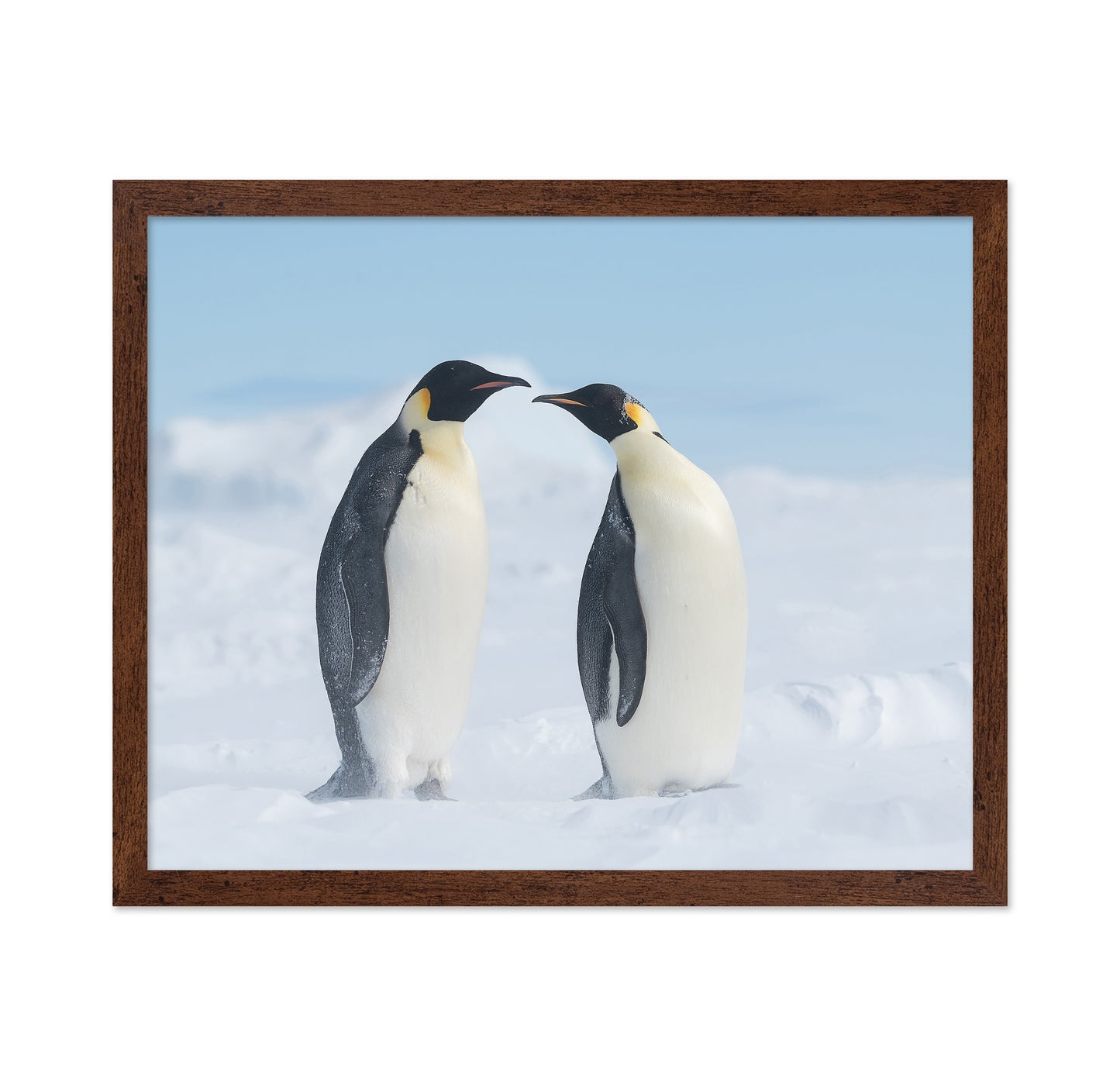 Penguin Love