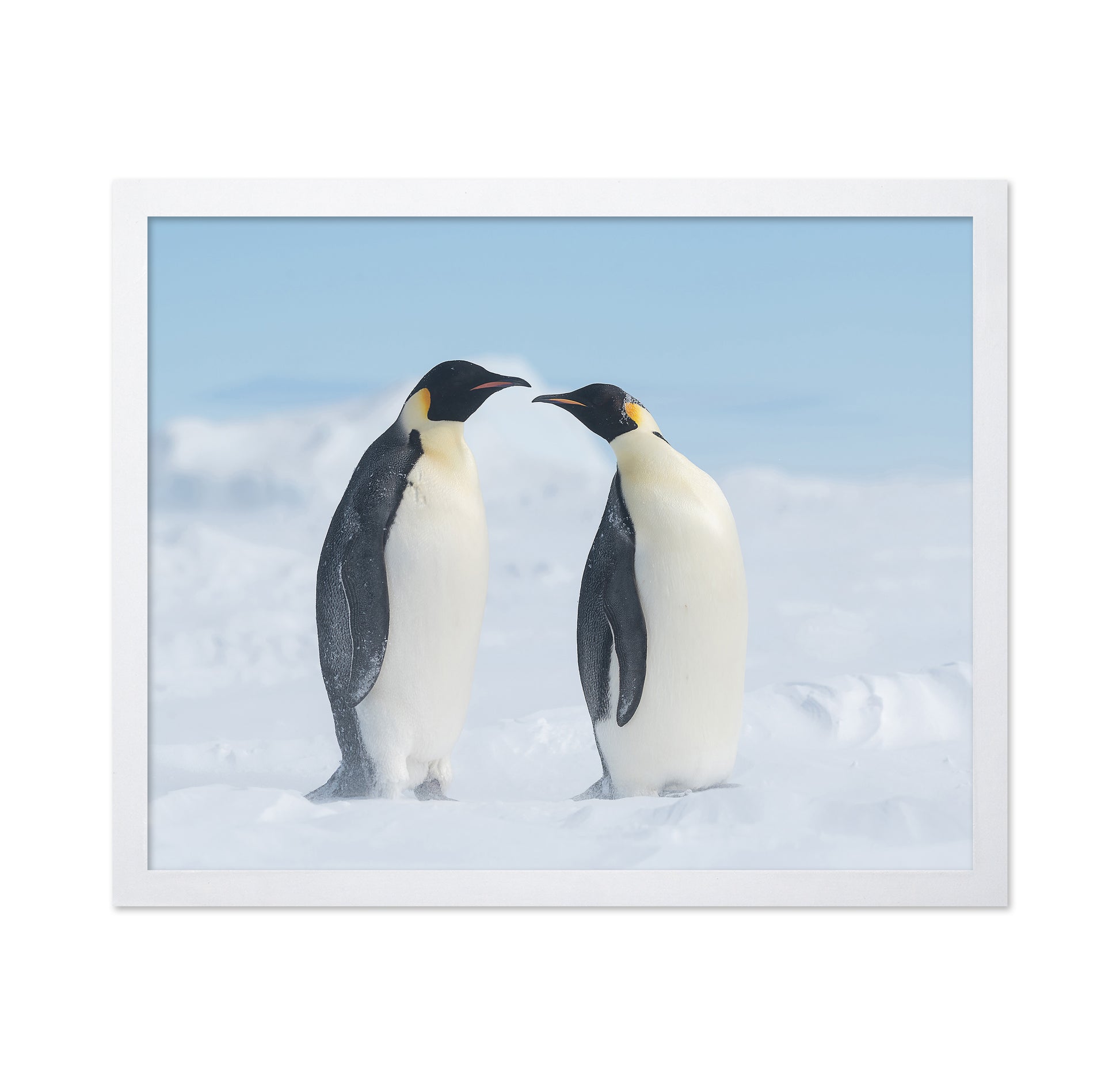 Penguin Love