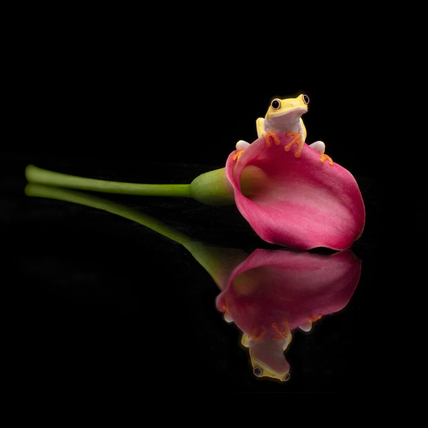 Albino Red Eyed Tree Frog and a Lily