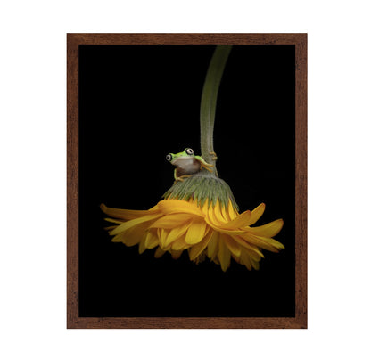 The Lemur Tree Frog and the Gerbera