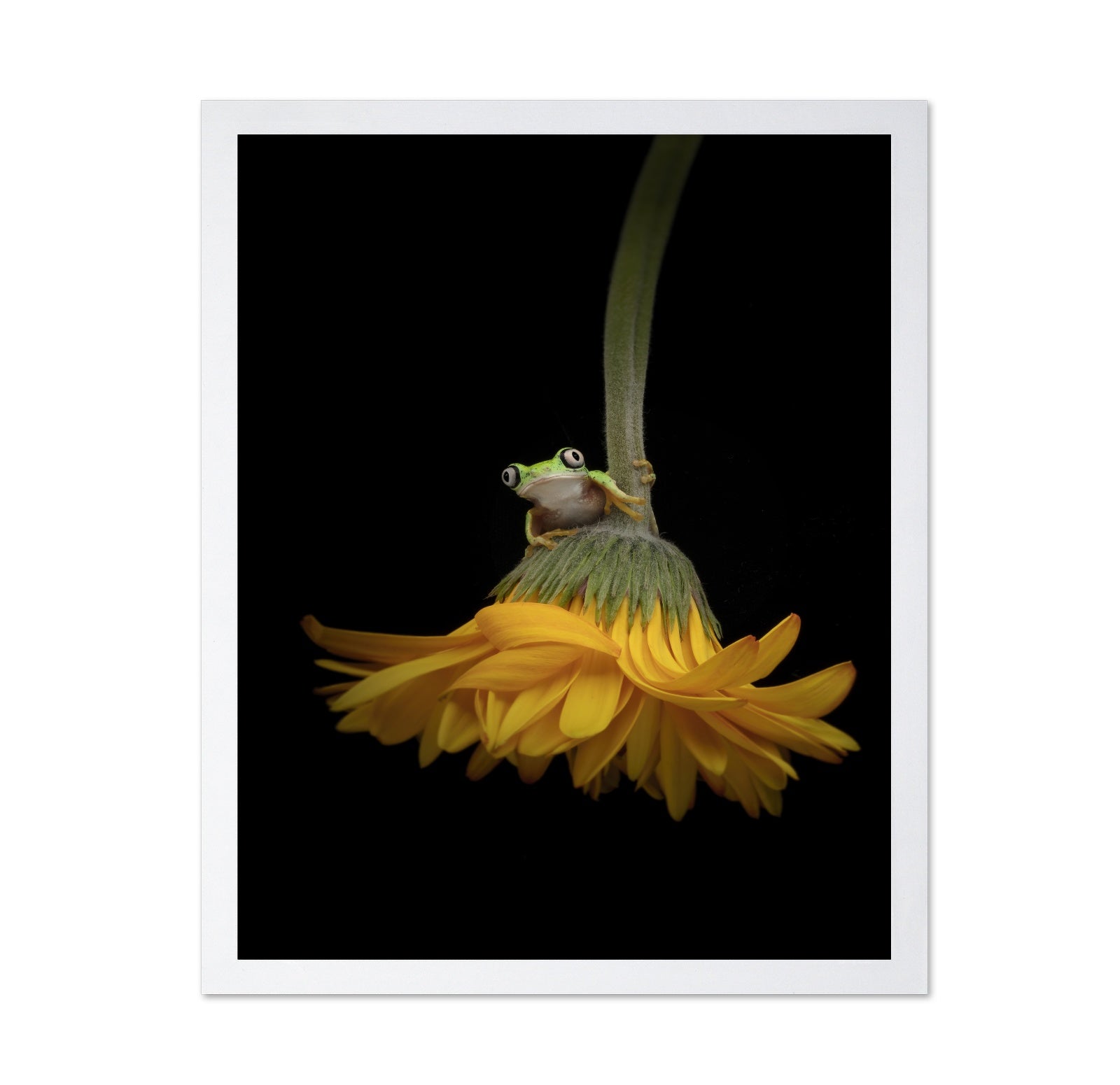 The Lemur Tree Frog and the Gerbera