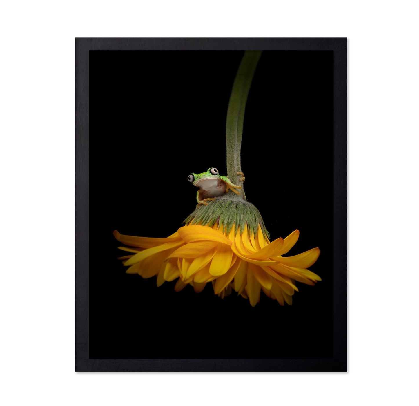 The Lemur Tree Frog and the Gerbera