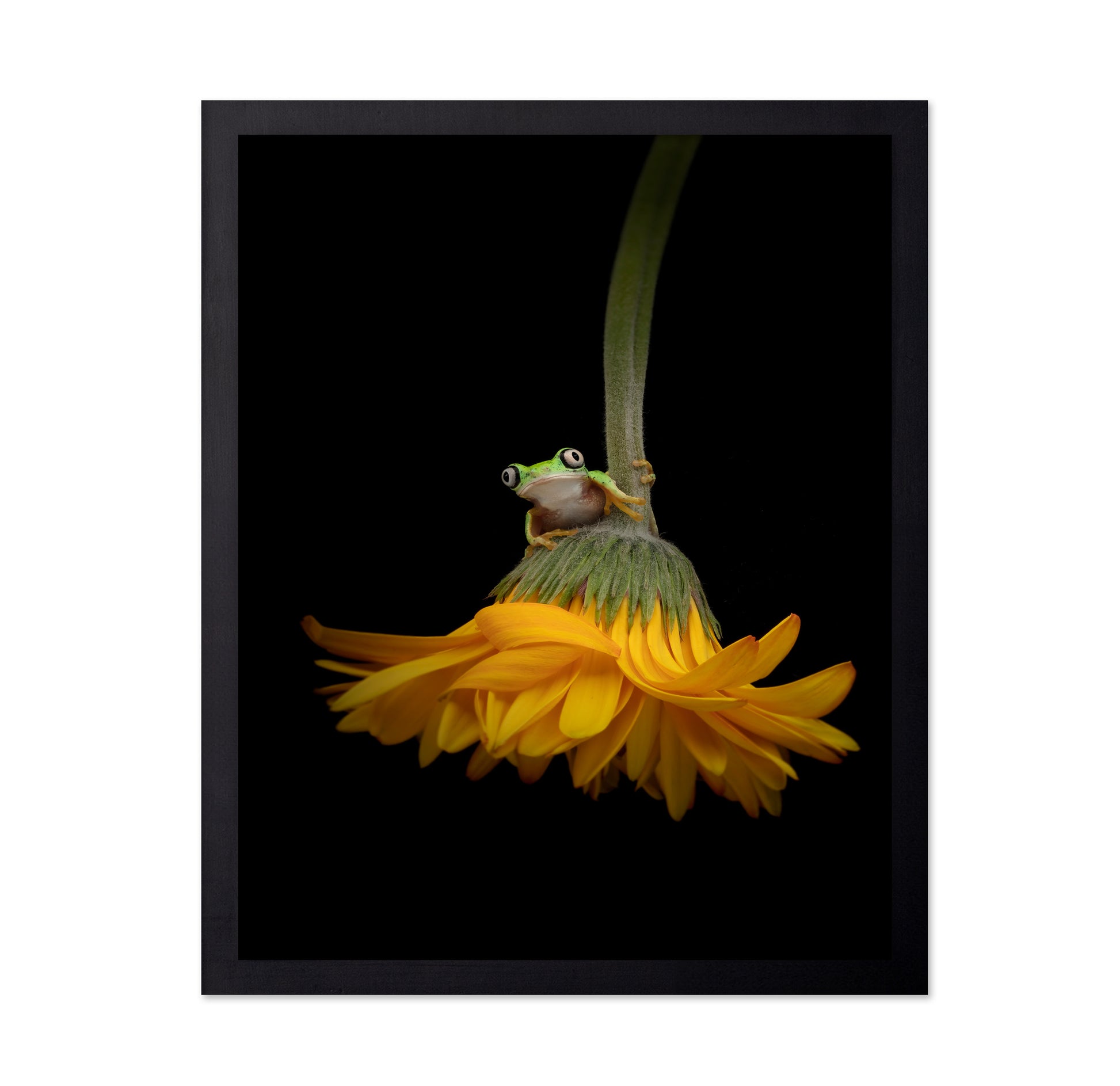 The Lemur Tree Frog and the Gerbera